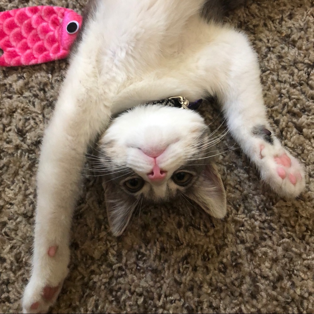 Meet your Posher, Mandy